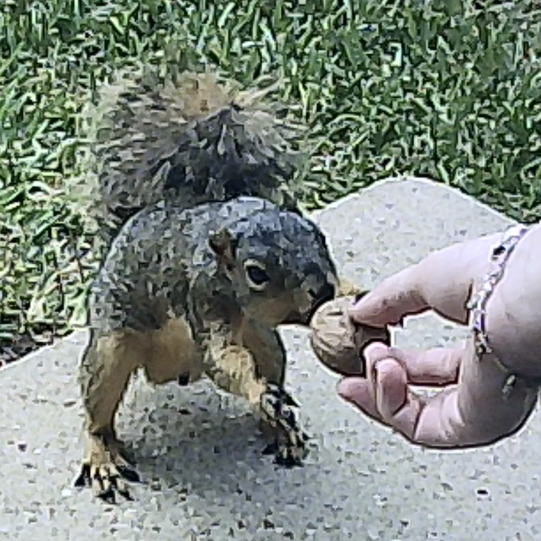 journal squirrel